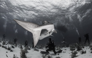 Divers at Tiger Beach with a little Shark Tail by Ken Kiefer 